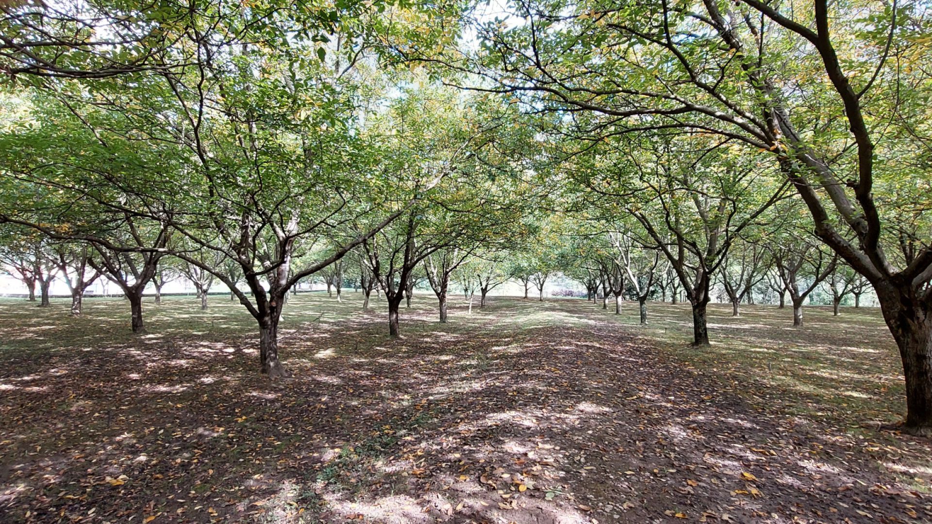 Galerija Rudenīgi krāšņie Francijas Alpi (1)
