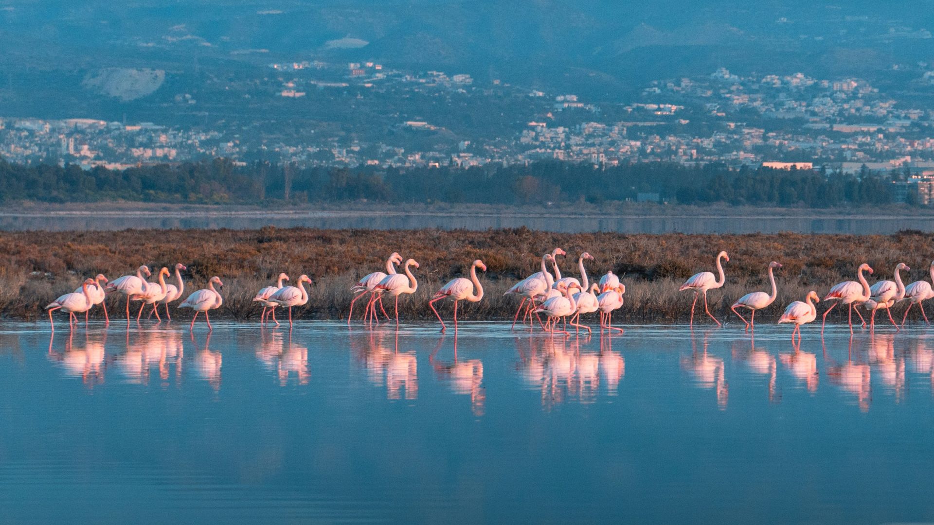 Slīds Kipras piedzīvojums pa Flamingo pēdām!