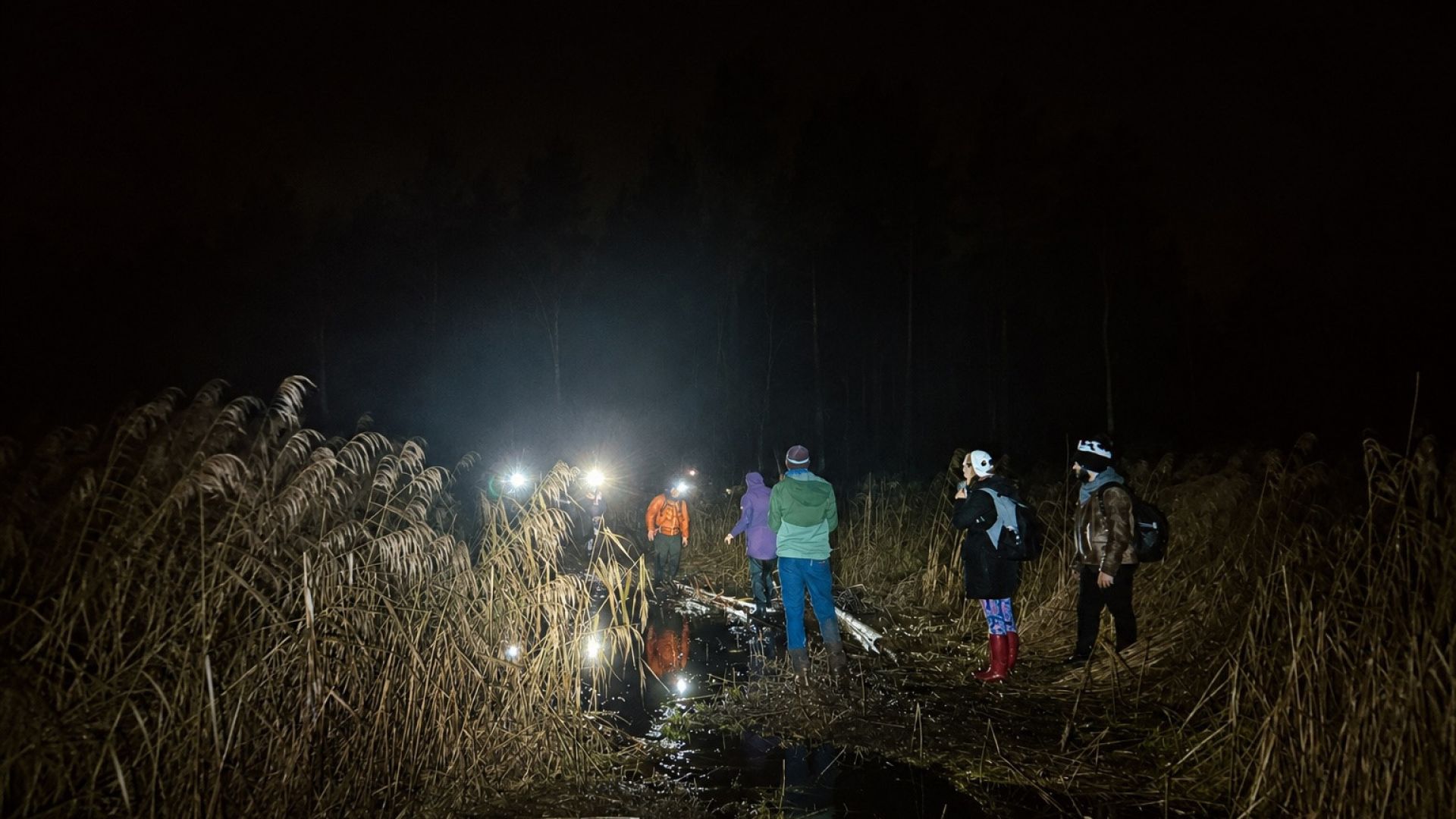 Galerija Halovīna krēslas izaicinājums - Melnās priedes stāsts (2)
