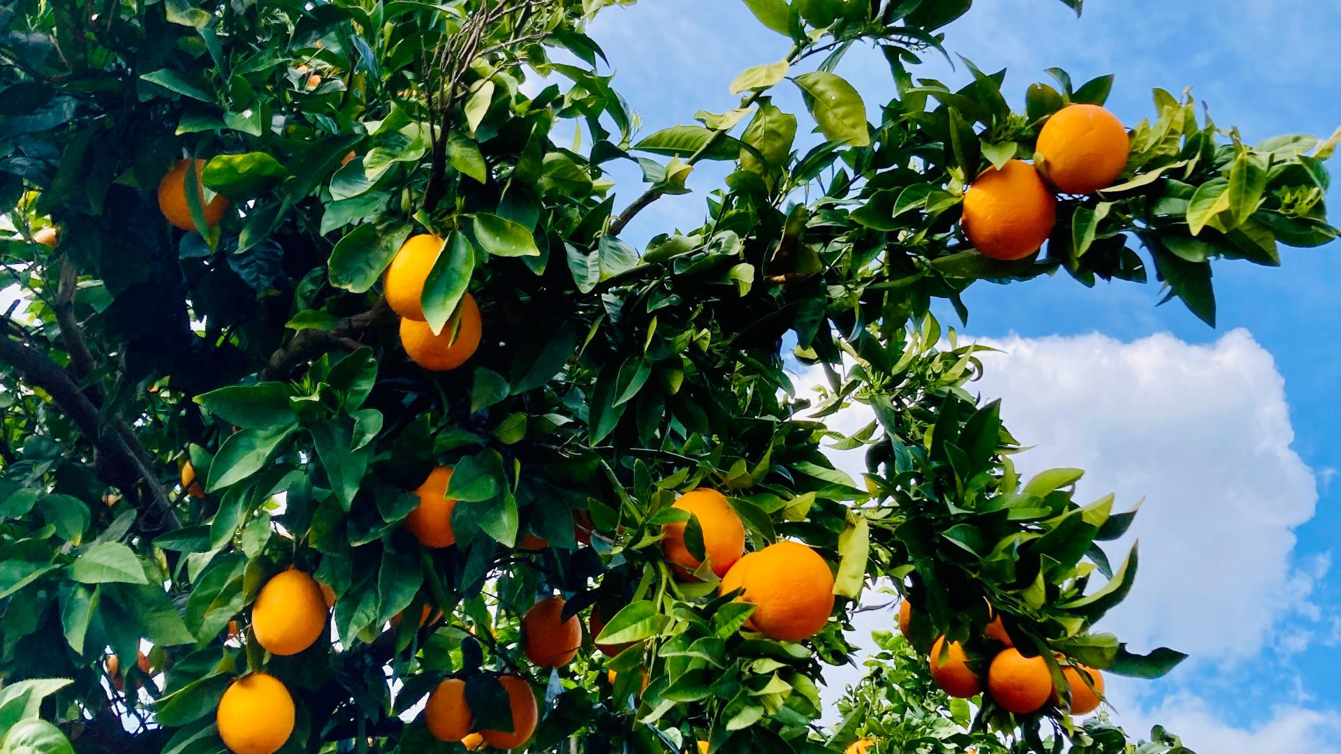 Galerija Vasaras piedzīvojums Kiprā (5)