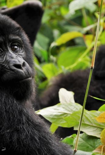 Attēls - Roadtrips apkārt Ugandai - Gorillām pa pēdām!
