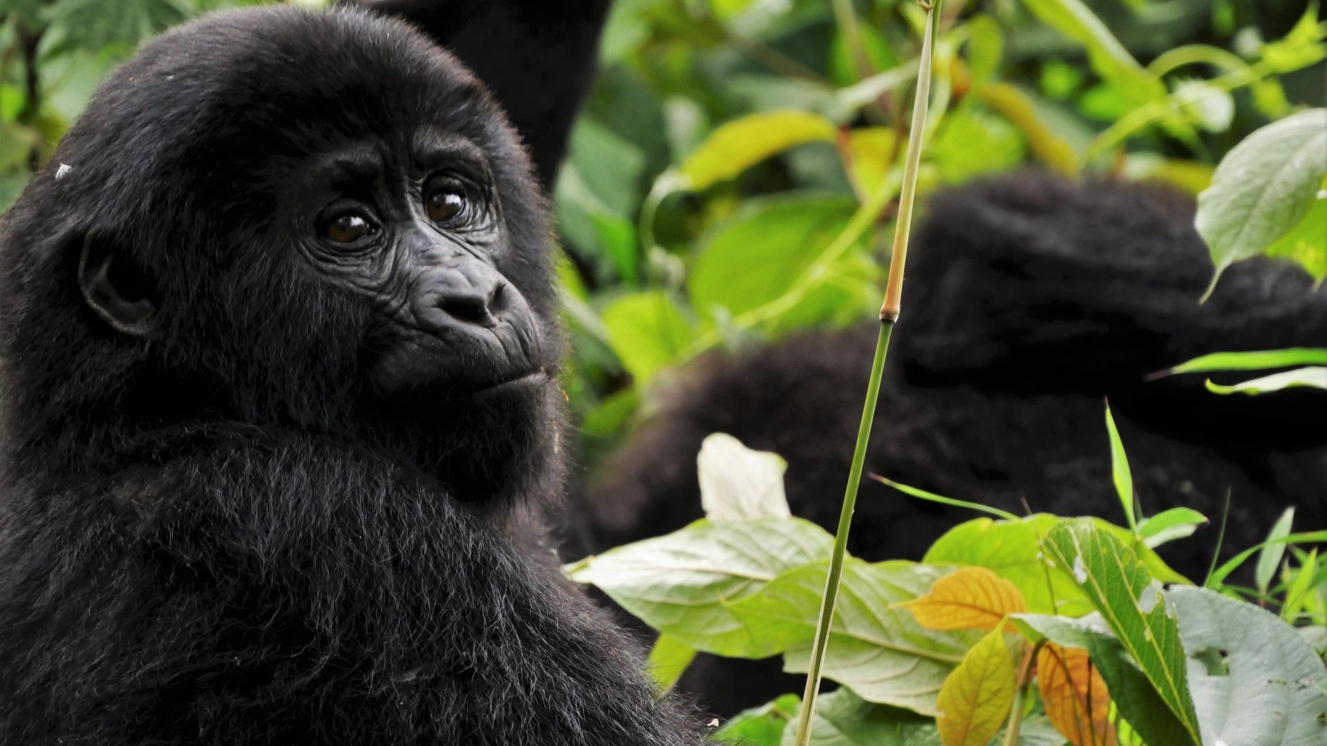 Galerija Roadtrips apkārt Ugandai - Gorillām pa pēdām! (5)