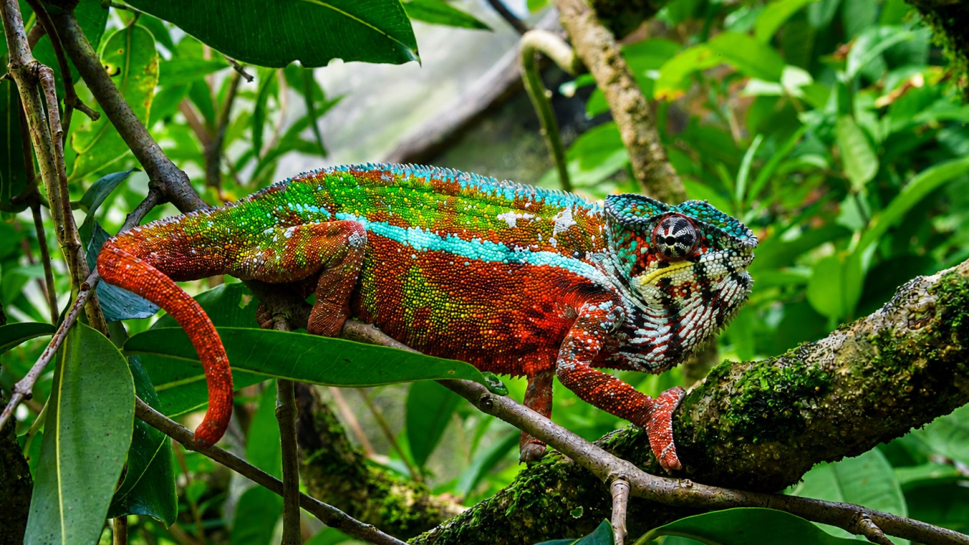 Galerija Madagaskara - ekskluzīvs piedzīvojums pasaules ceturtajā lielākajā salā! (5)