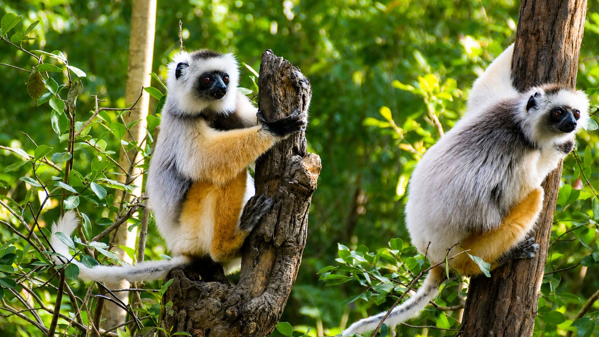 Galerija Madagaskara - ekskluzīvs piedzīvojums pasaules ceturtajā lielākajā salā! (1)