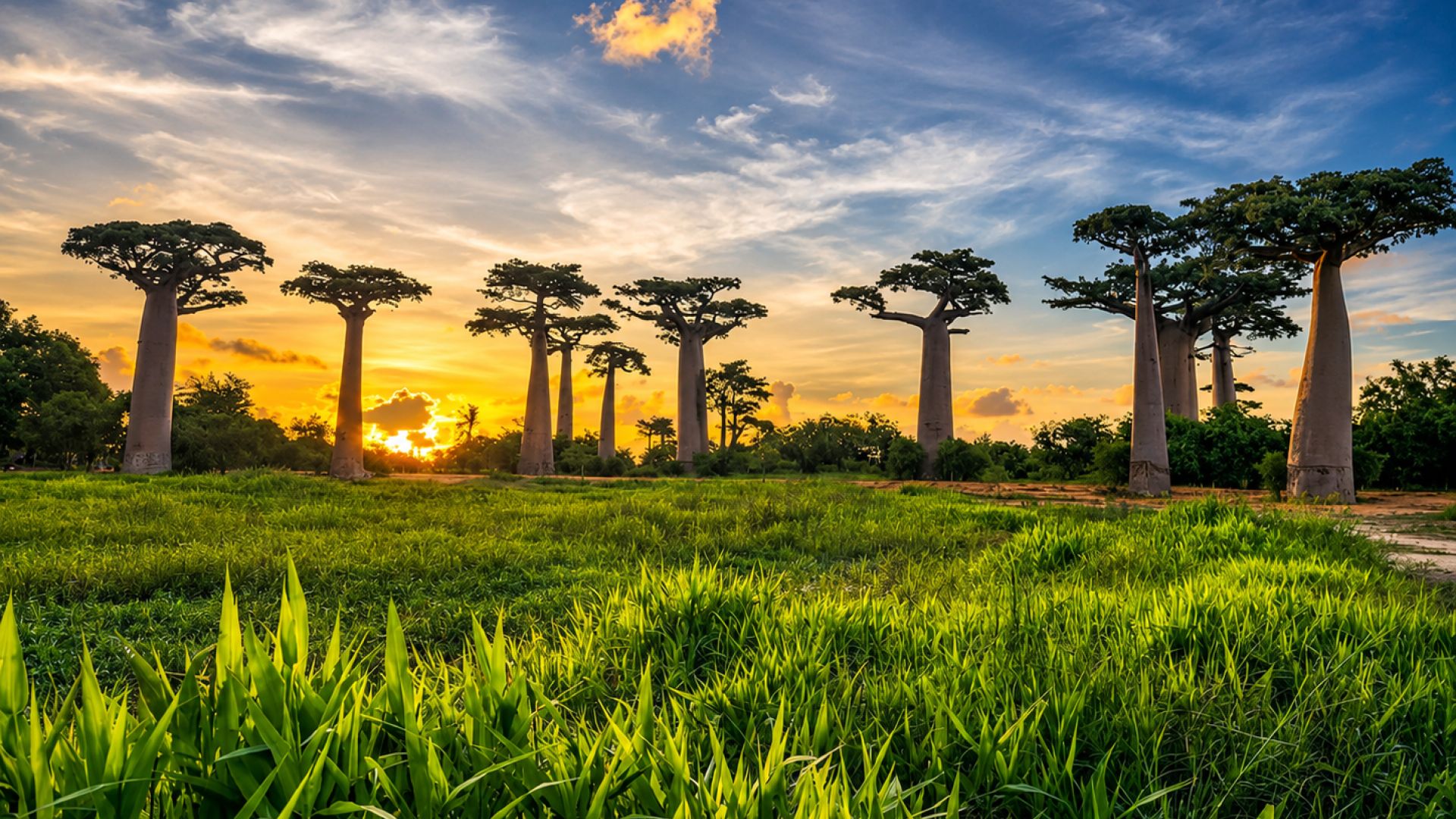 Galerija Madagaskara – savvaļas tropu piedzīvojums (0)