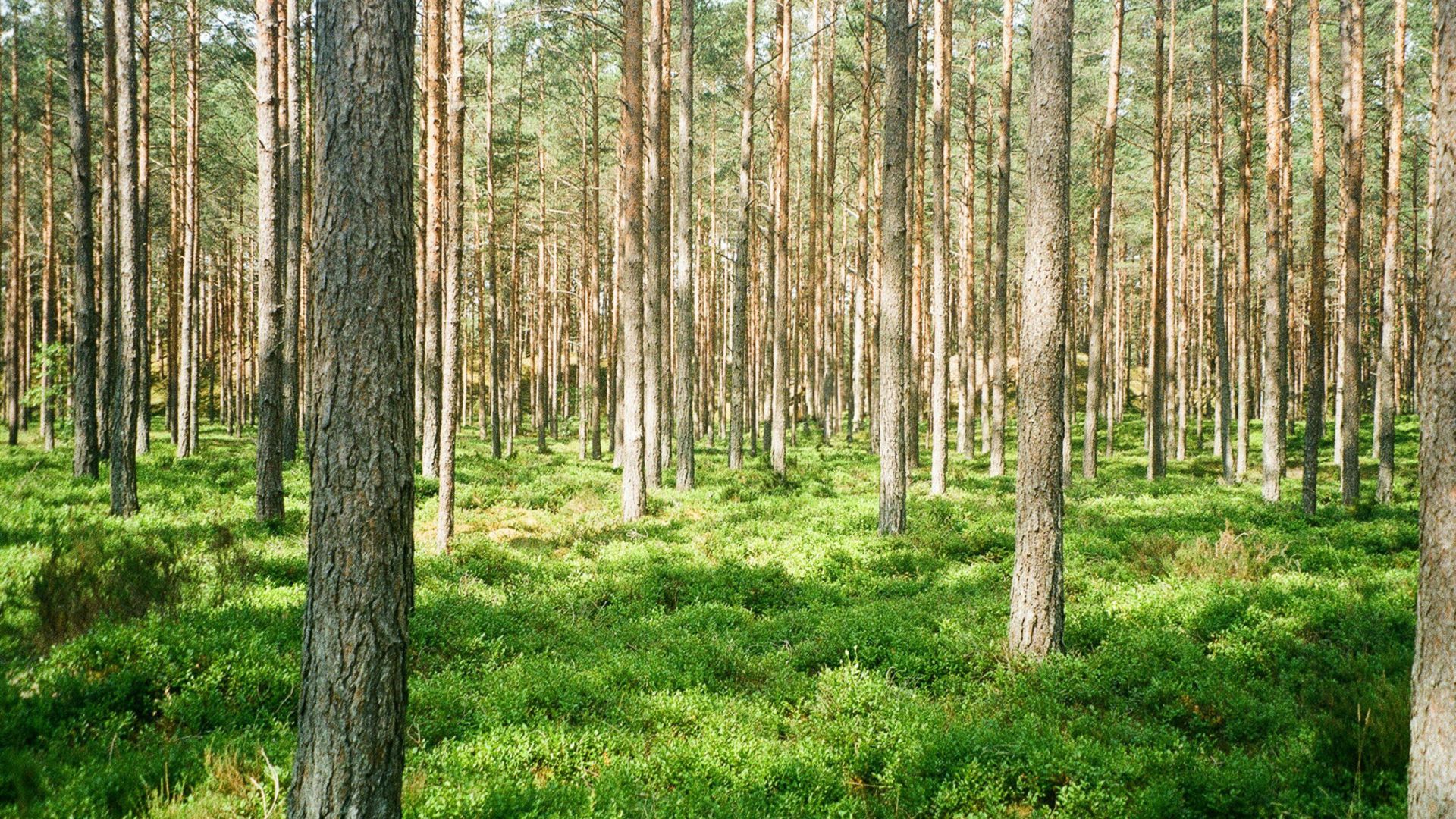 Galerija Asares Apgāle - Latvijas izaicinājums 2025 (0)