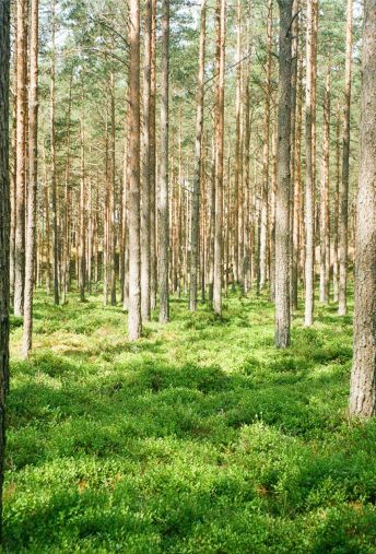 Attēls - Asares Apgāle - Latvijas izaicinājums 2025