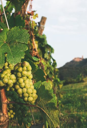 Attēls - Francijas Elzasas piedzīvojums: vīna ceļš un kalnu takas