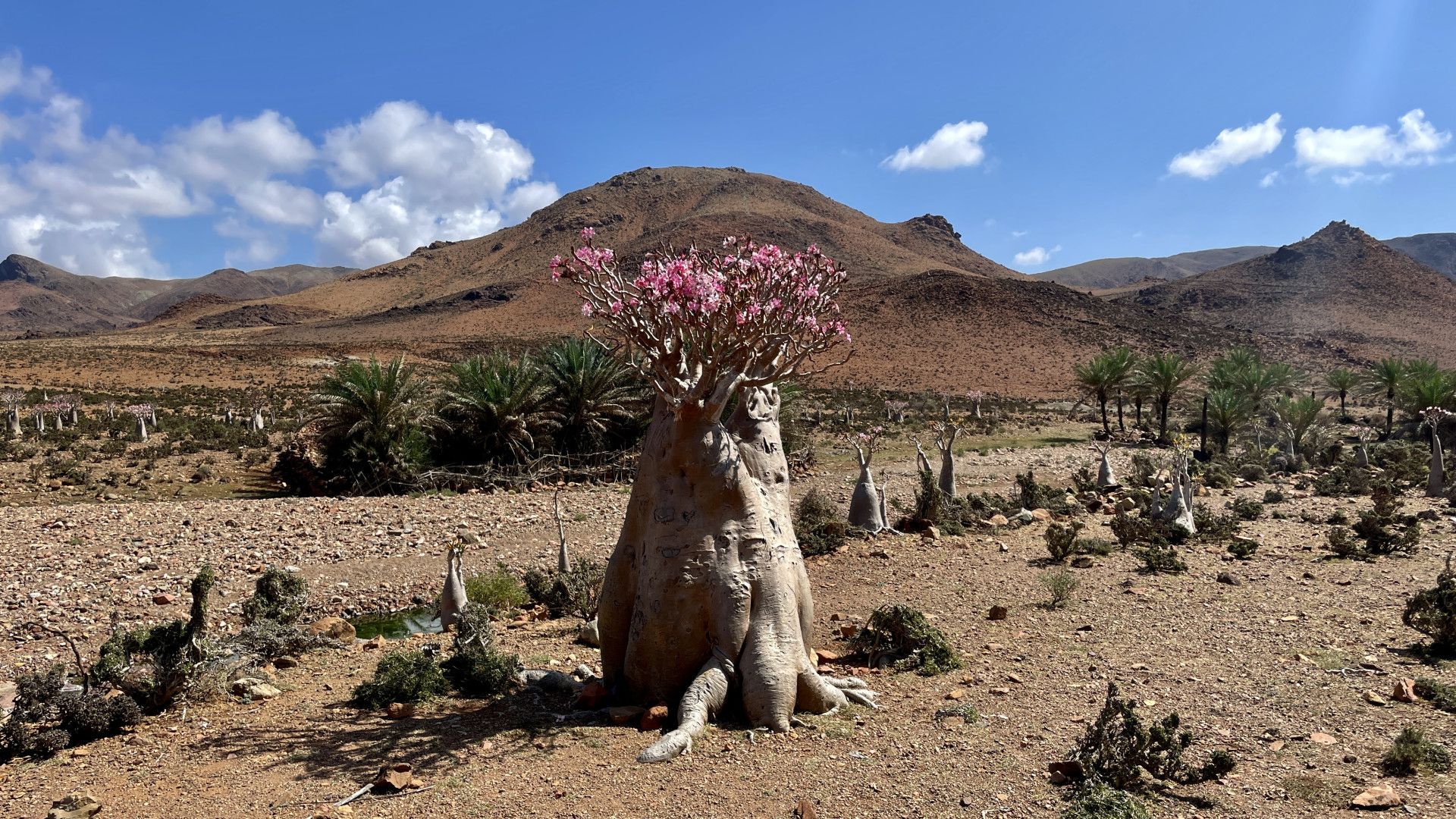 Galerija Piedzīvojums Sokotrā (Jemena) (5)