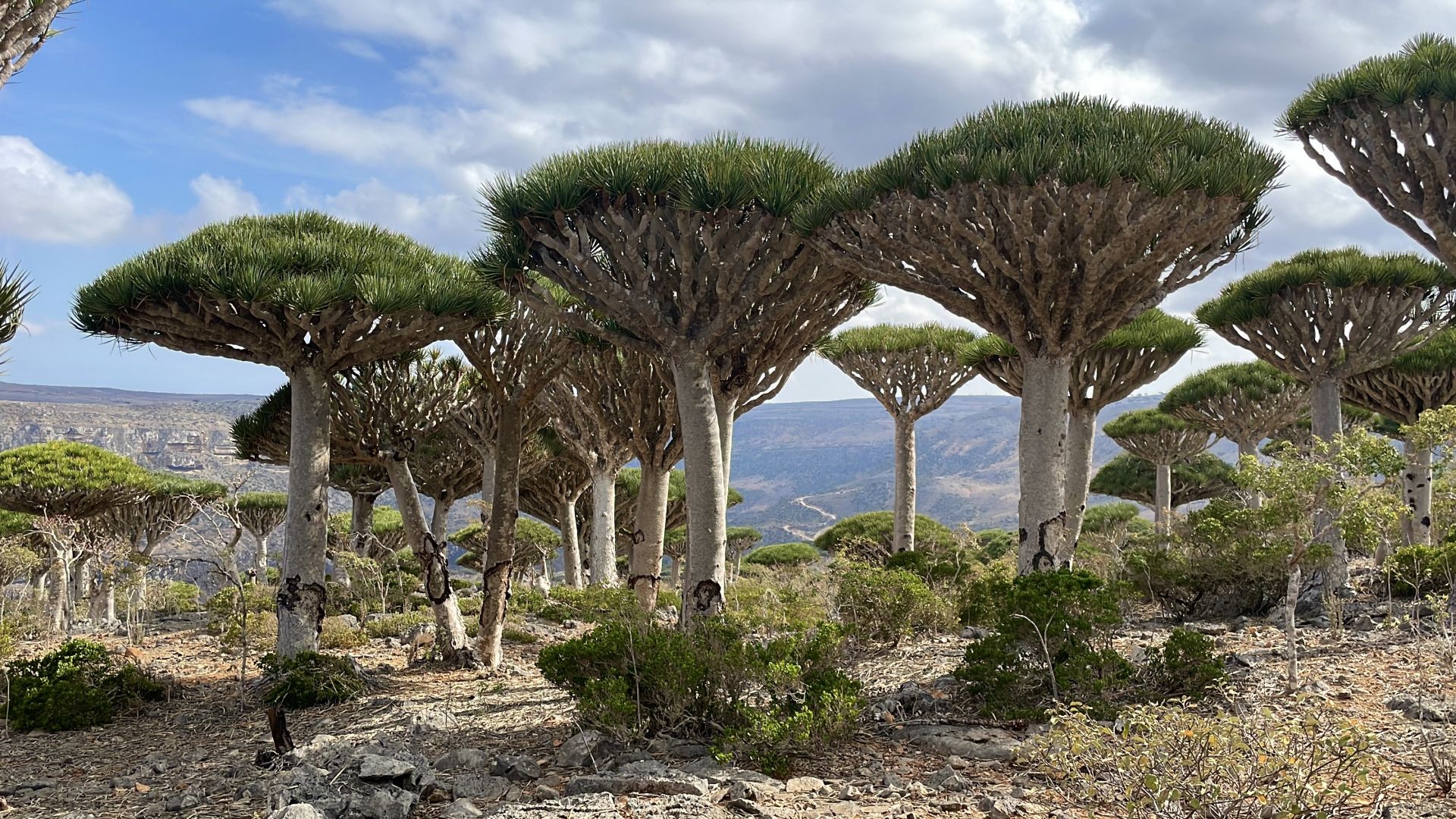 Galerija Piedzīvojums Sokotrā (Jemena) (0)
