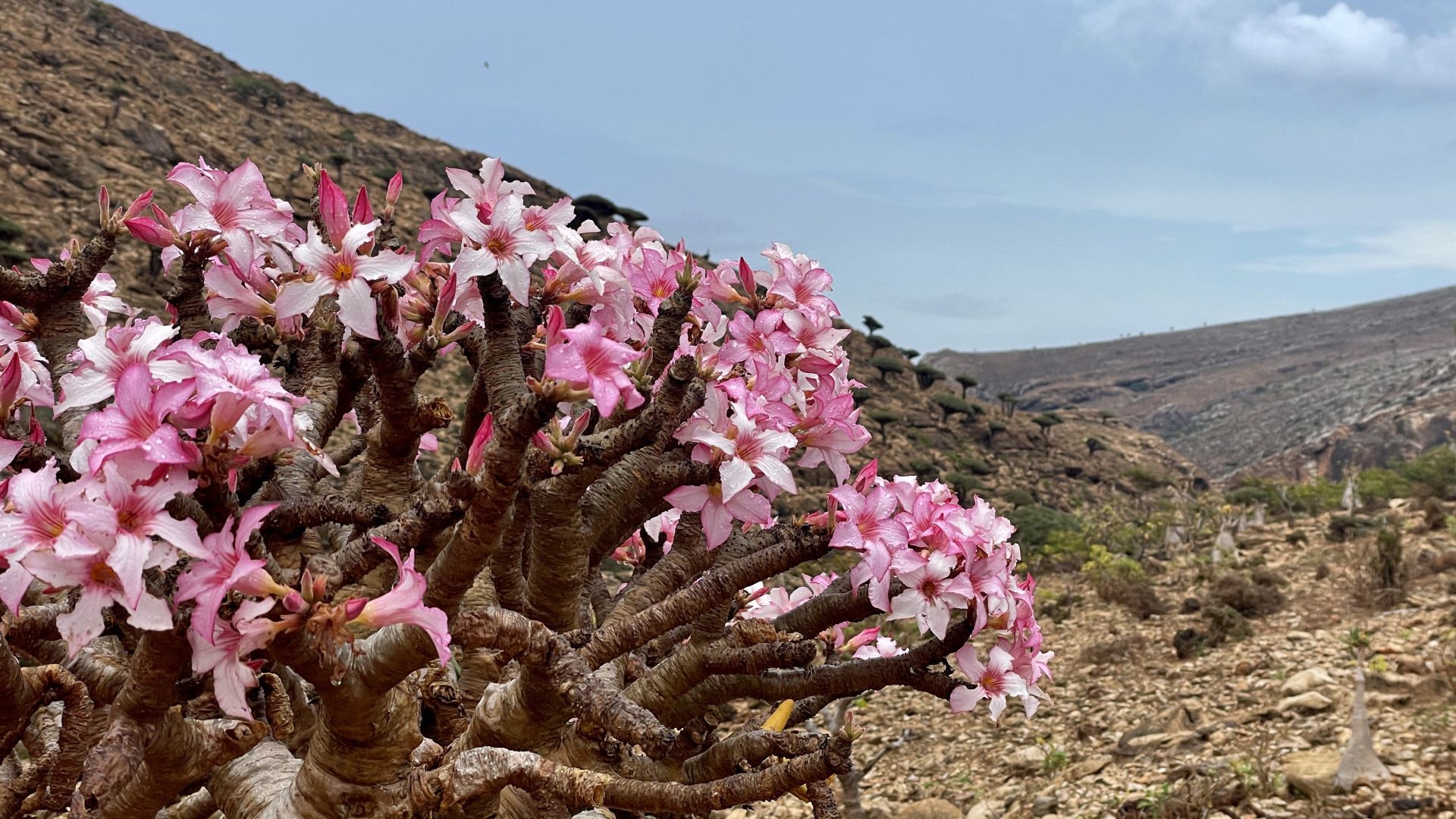 Galerija Piedzīvojums Sokotrā (Jemena) (4)