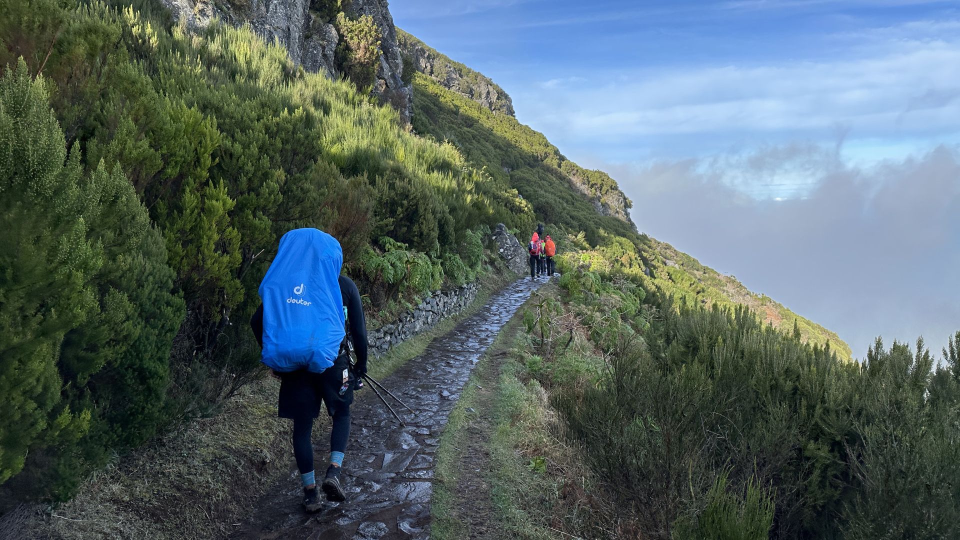 Galerija Madeiras savvaļā (0)